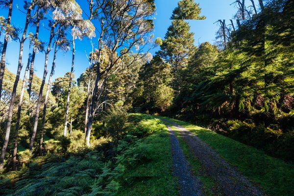 Great Alpine walk, forest.jpg